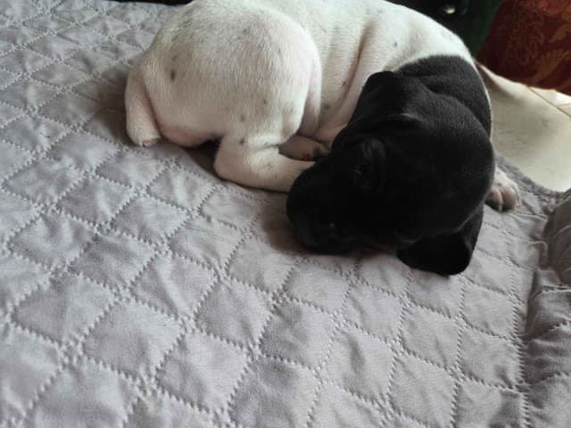 German Shorthaired Pointer Puppies media 21