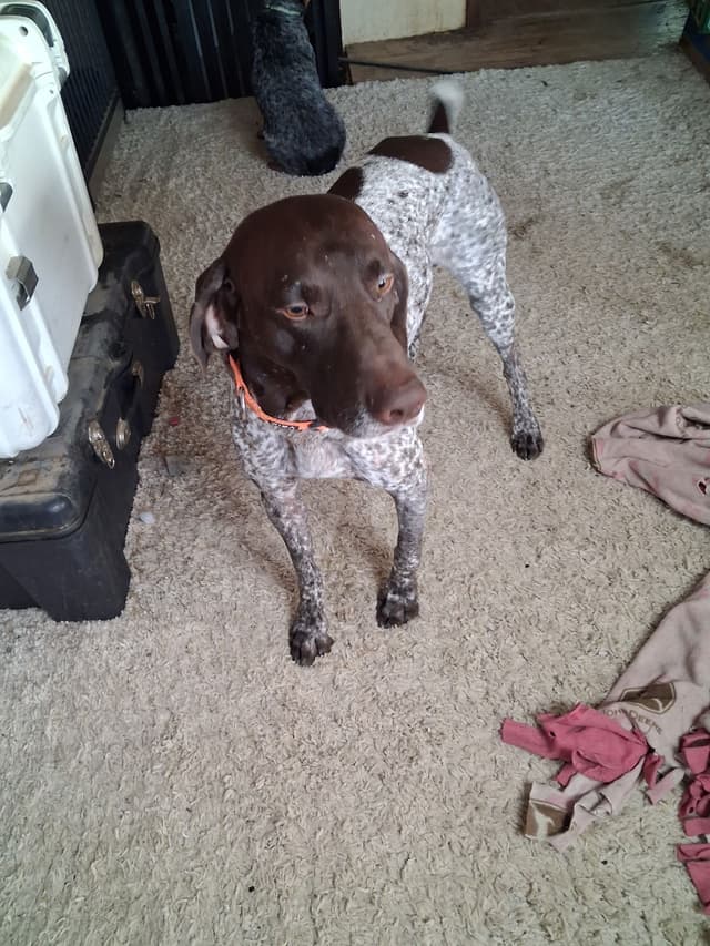 German Shorthaired Pointer Puppies media 22