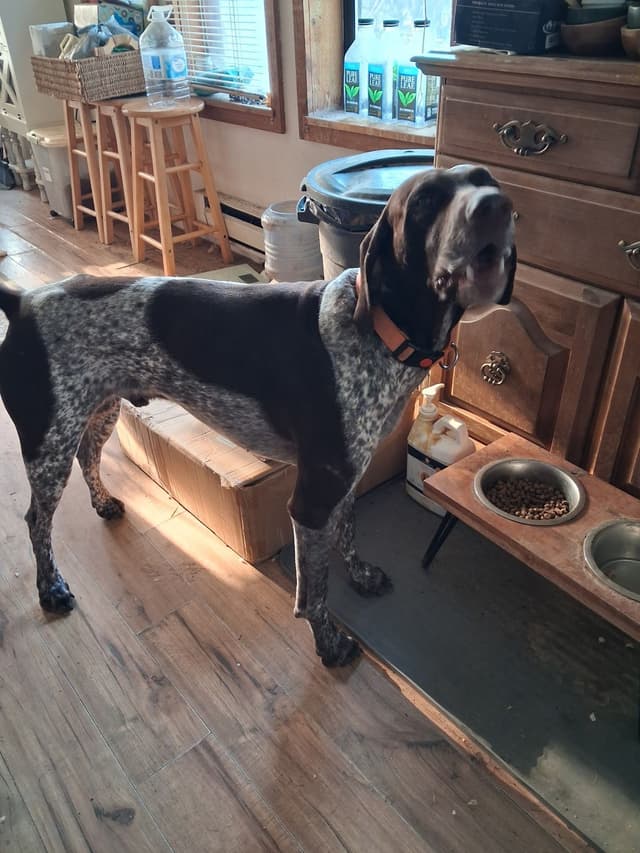German Shorthaired Pointer Puppies media 23