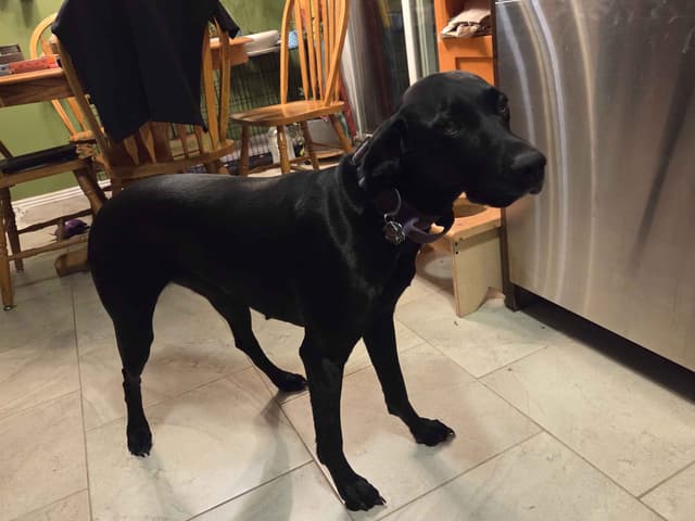 German Shorthaired Pointer Puppies media 24