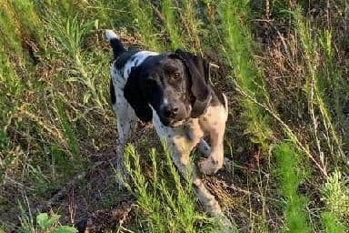 German Shorthaired Pointer Puppies breeder image 1