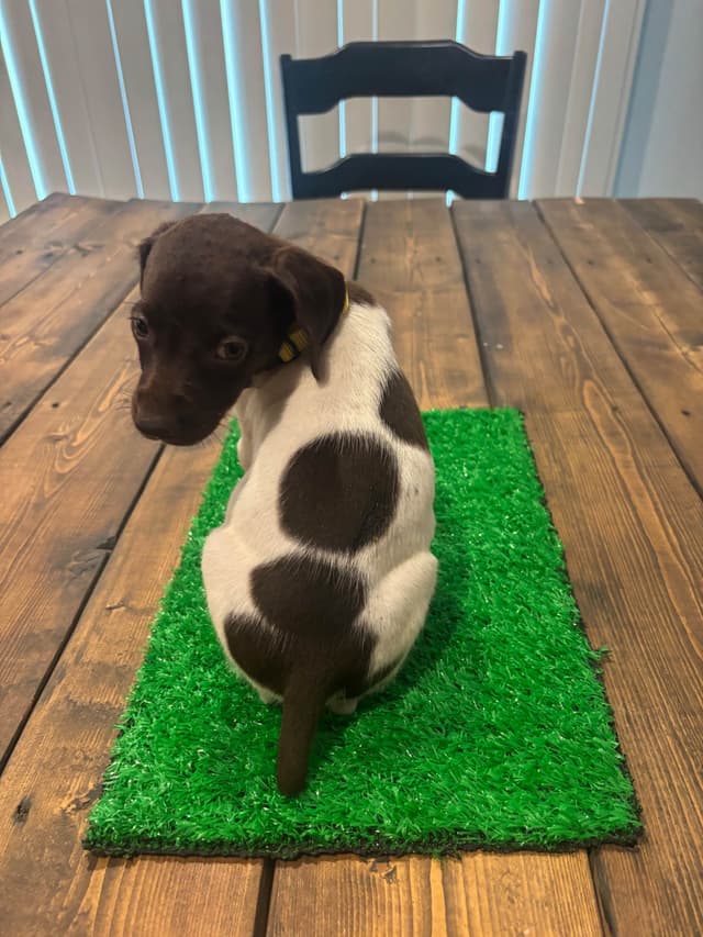 German Shorthaired Pointer Puppies media 2
