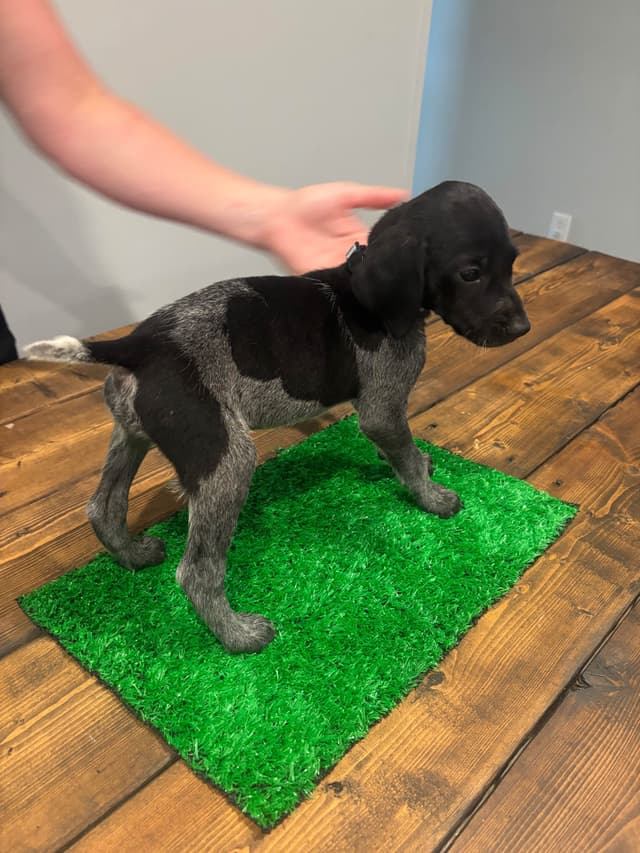 German Shorthaired Pointer Puppies media 3