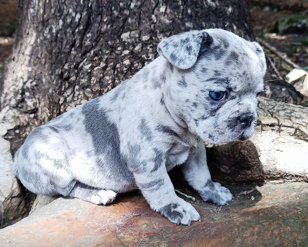 Shih Tzu Puppies breeder image 8
