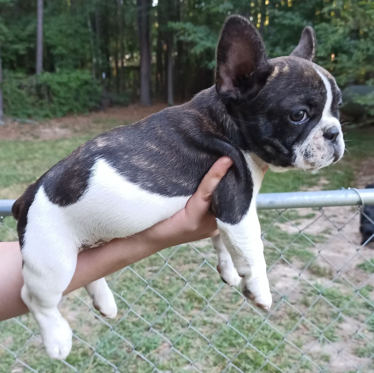 Shih Tzu Puppies breeder image 11