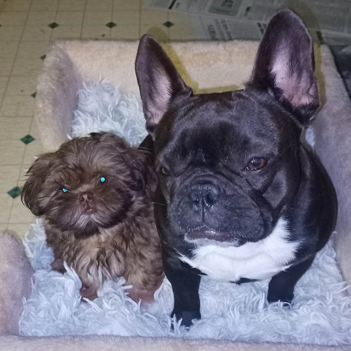 Shih Tzu Puppies breeder image 12