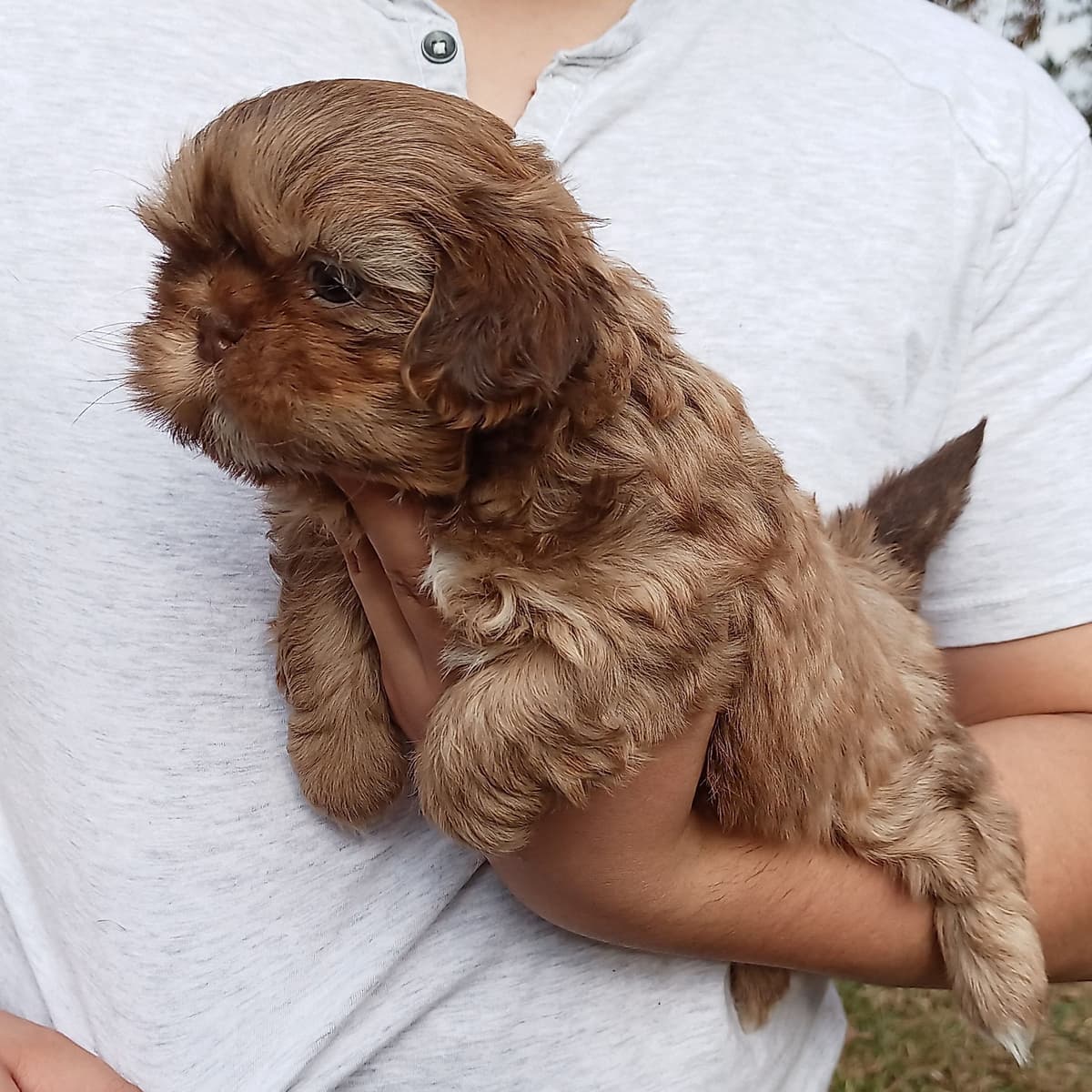 Shih Tzu Puppies breeder image 14