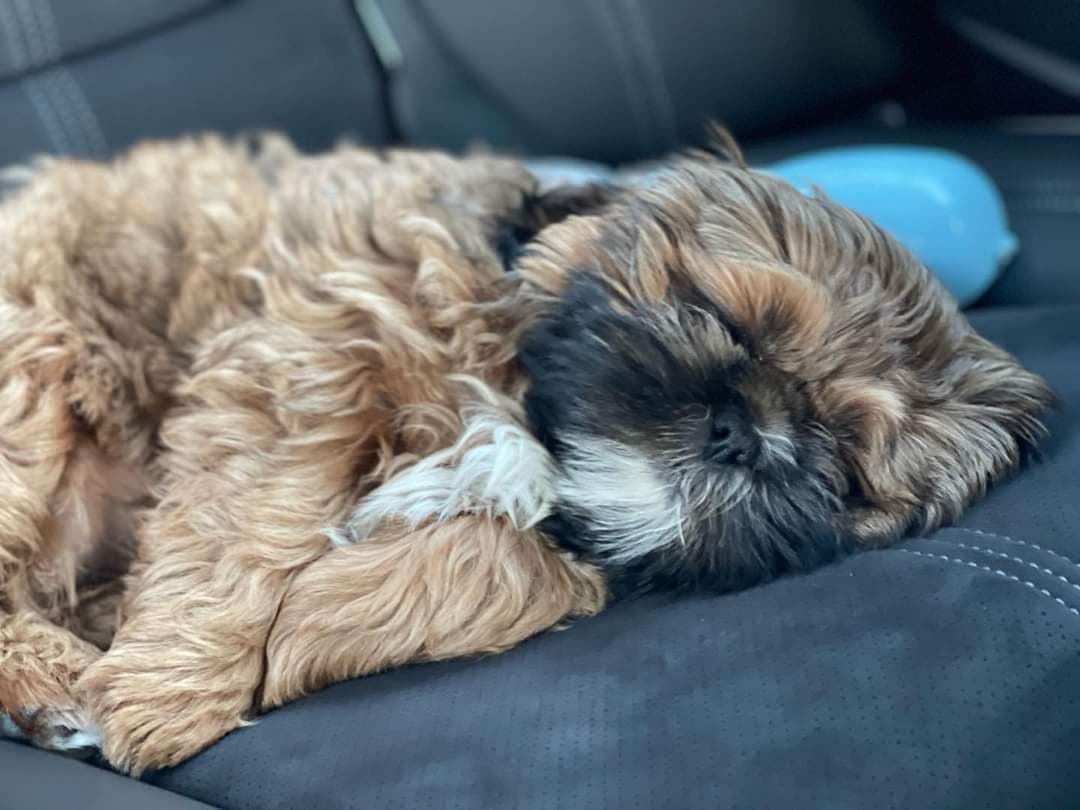Shih Tzu Puppies breeder image 15