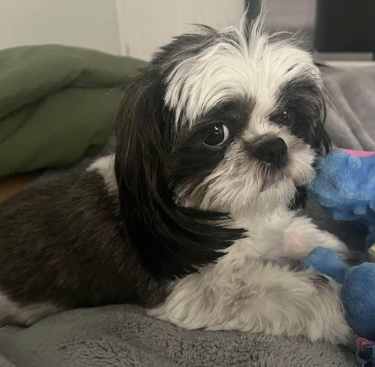 Shih Tzu Puppies breeder image 16