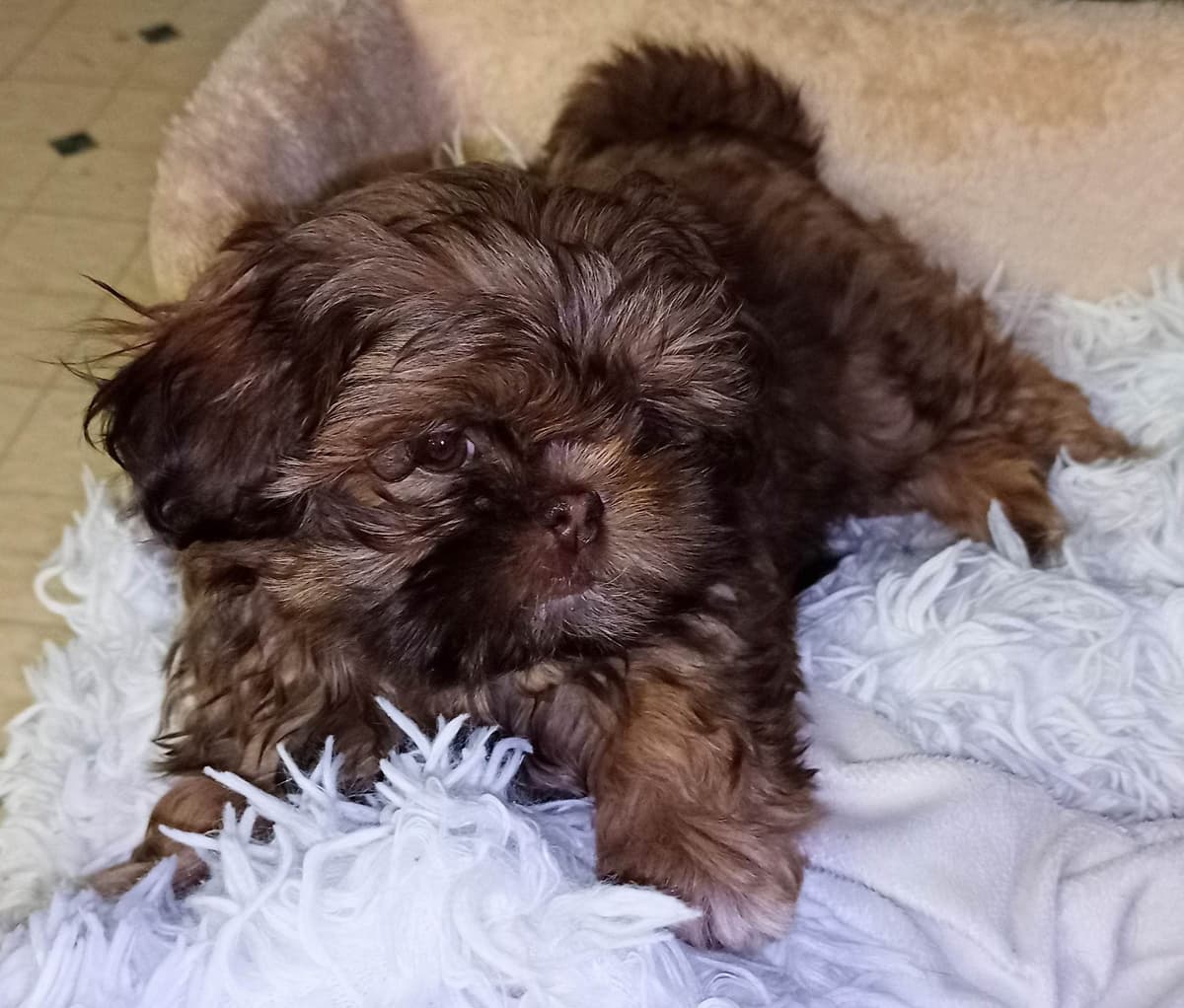 Shih Tzu Puppies breeder image 17