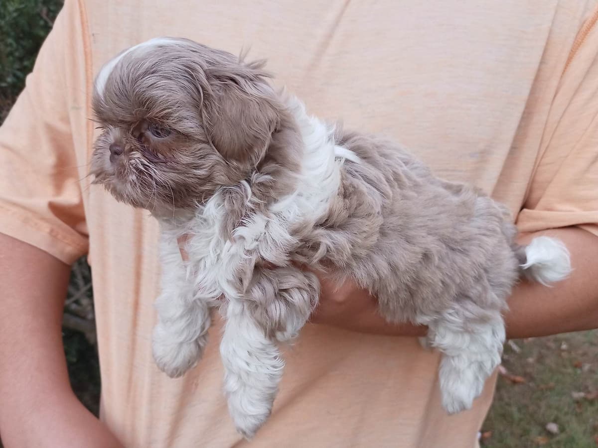 Shih Tzu Puppies breeder image 18
