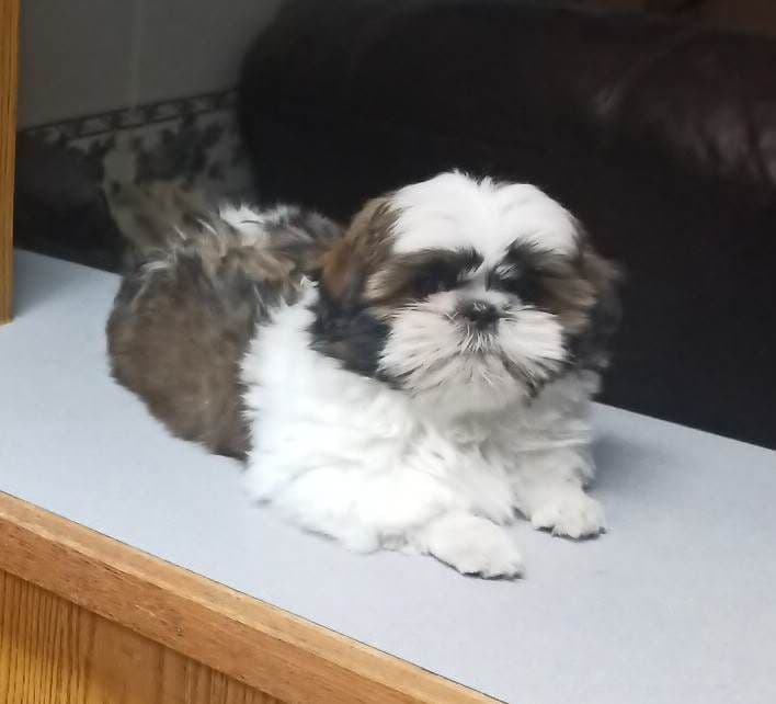 Shih Tzu Puppies breeder image 19