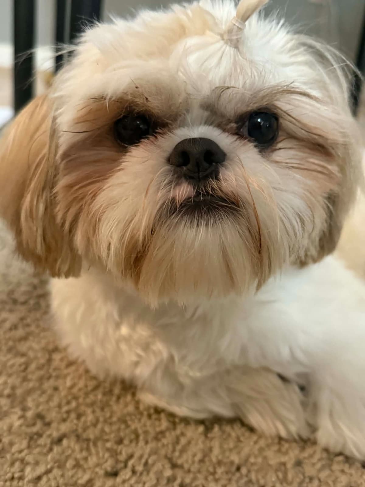 Shih Tzu Puppies breeder image 3