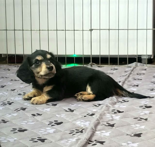 Miniature longhair Dachshund Puppies media 2