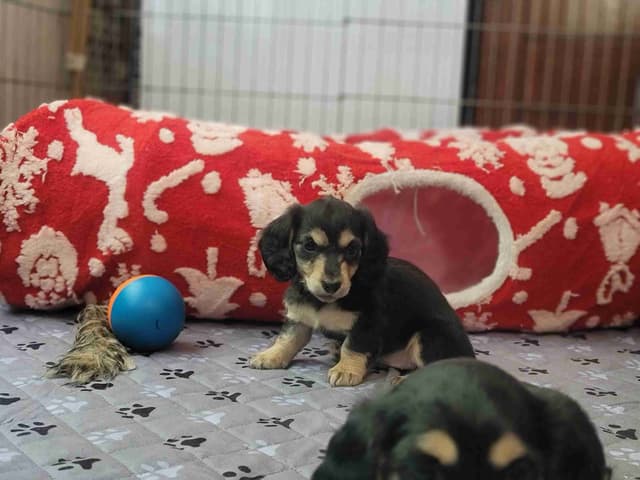 Miniature longhair Dachshund Puppies media 3