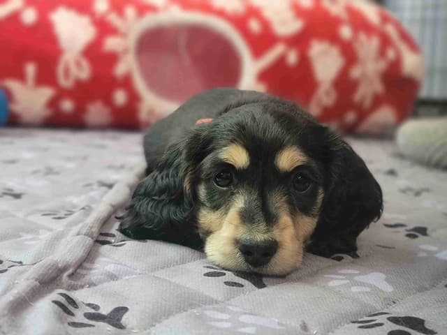 Miniature longhair Dachshund Puppies media 4