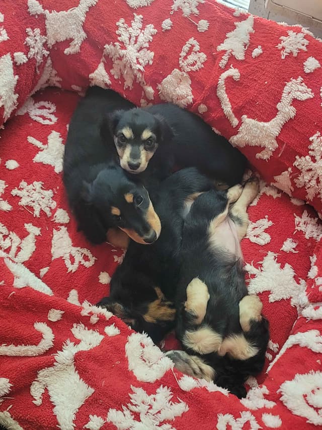 Miniature longhair Dachshund Puppies media 5