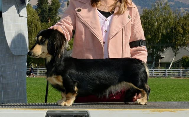 Miniature longhair Dachshund Puppies media 7