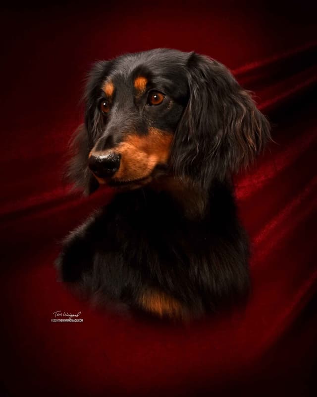 Miniature longhair Dachshund Puppies media 9