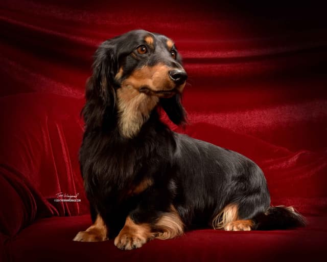 Miniature longhair Dachshund Puppies media 10