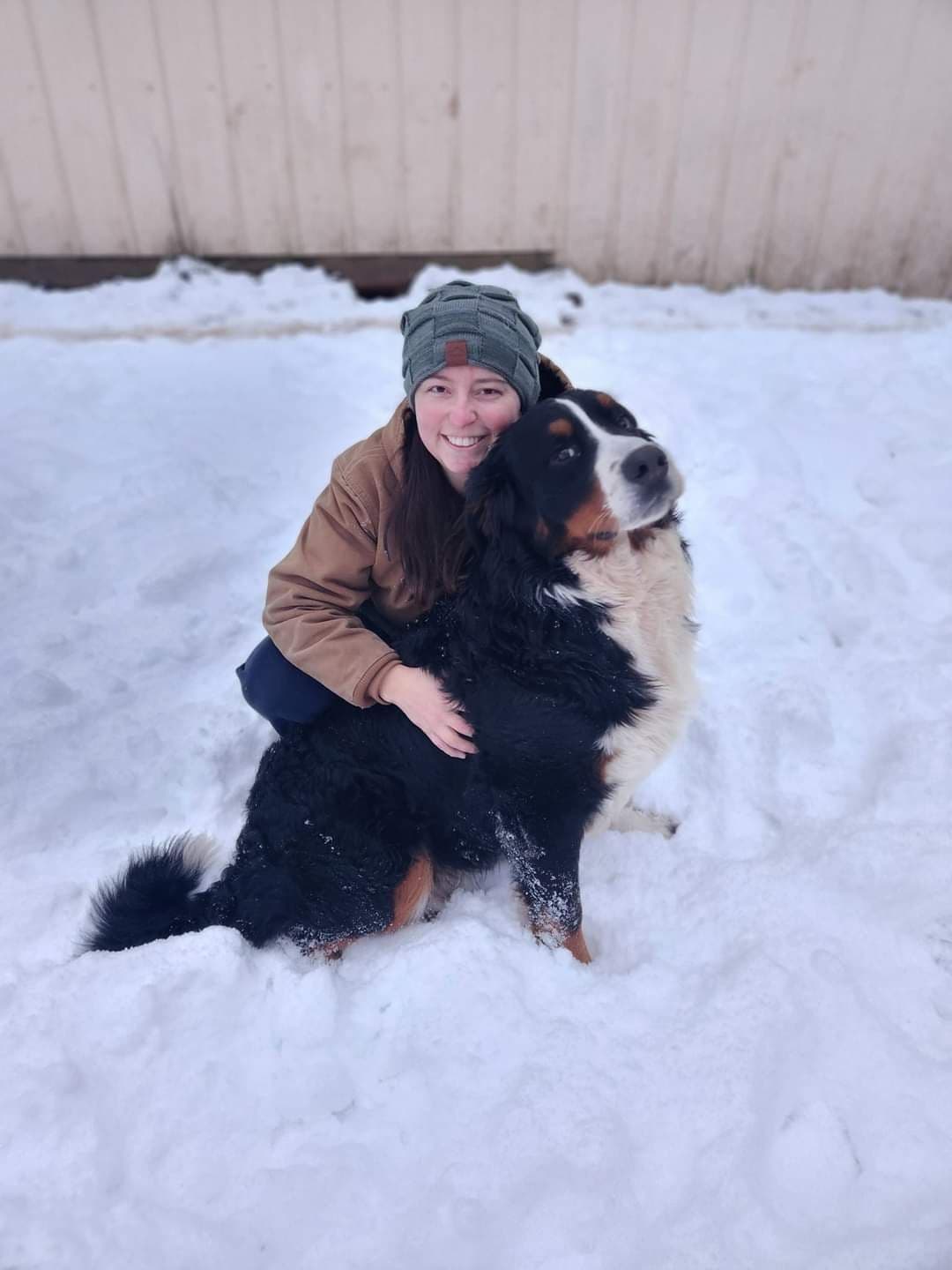 Bernese Mountain Dog Puppies breeder image 1