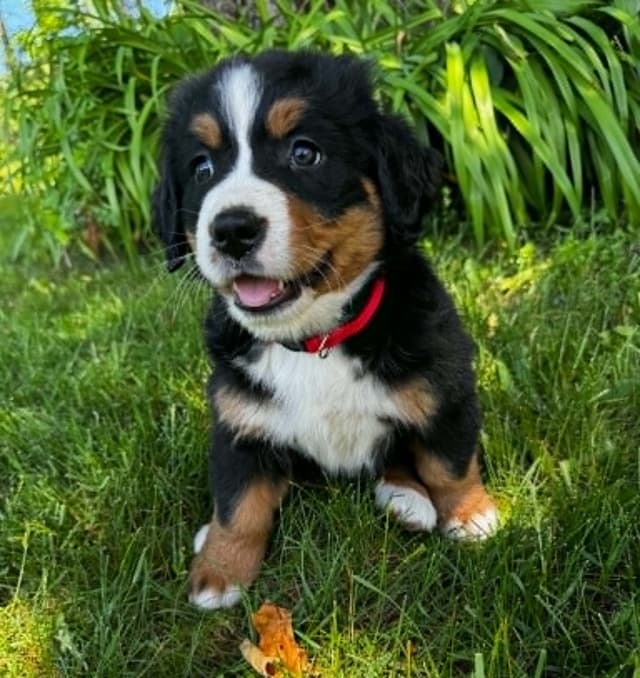 Bernese Mountain Dog Puppies media 2