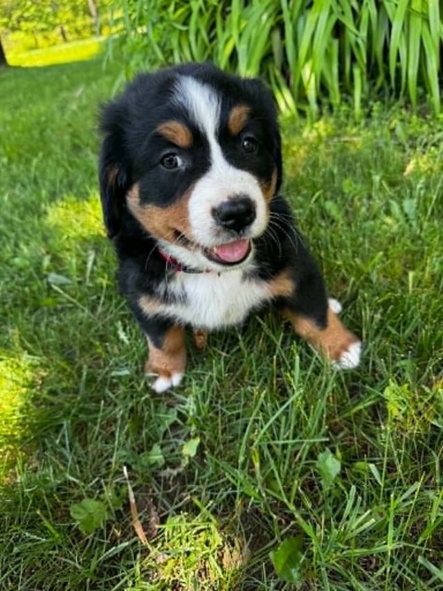 Bernese Mountain Dog Puppies media 3
