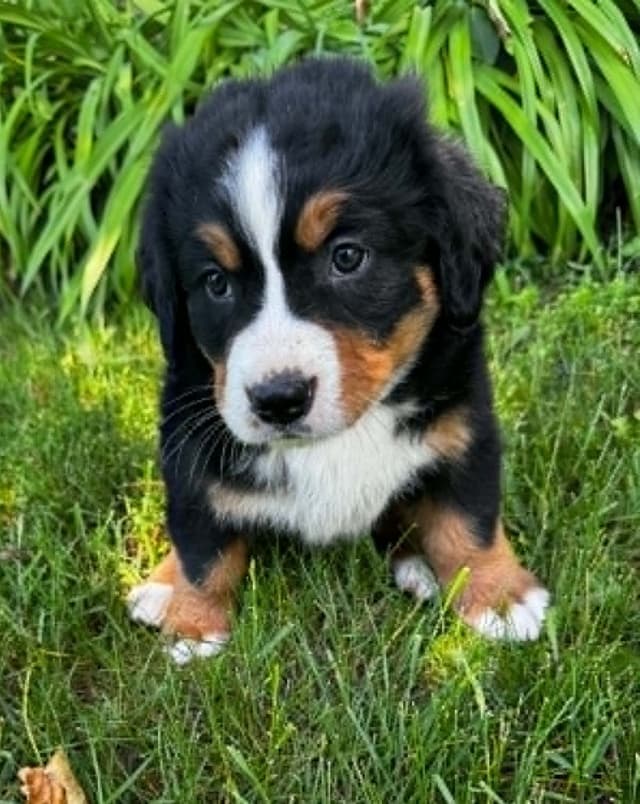 Bernese Mountain Dog Puppies media 4