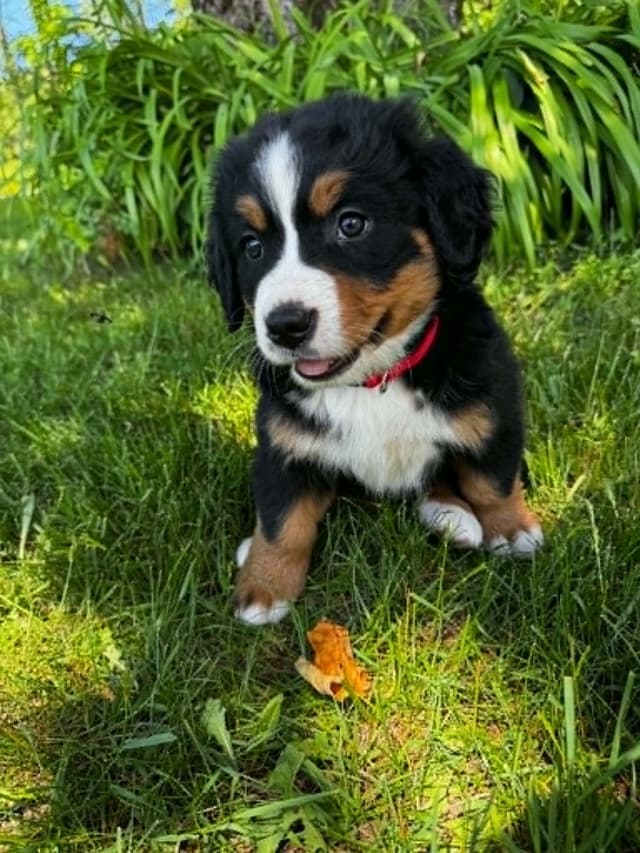 Bernese Mountain Dog Puppies media 5