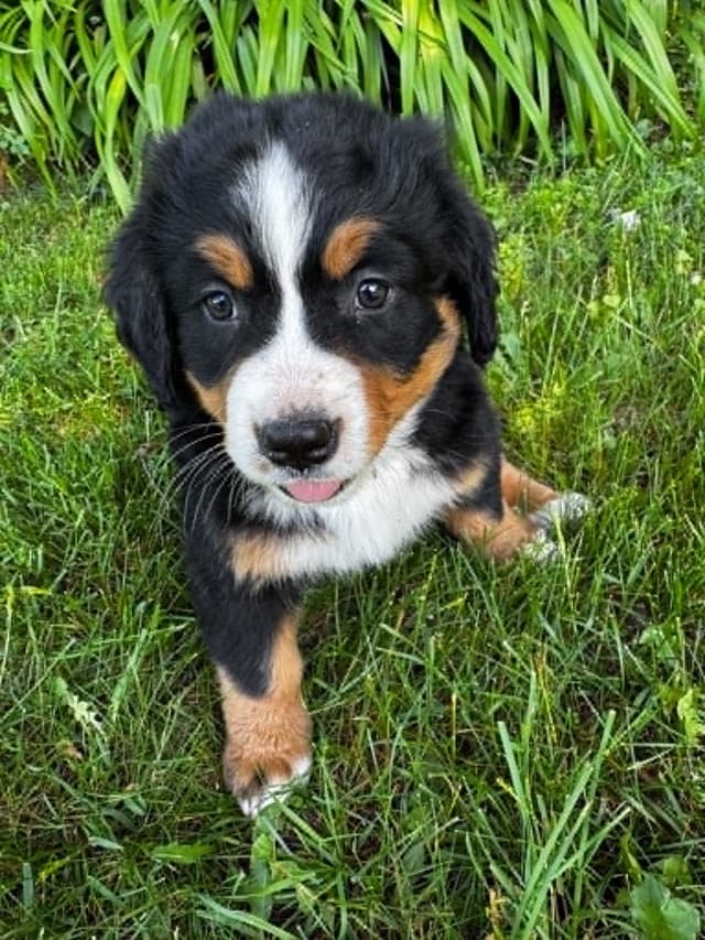 Bernese Mountain Dog Puppies media 6