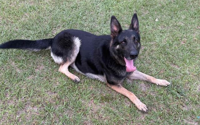 German Shepherd Dog Puppies media 2