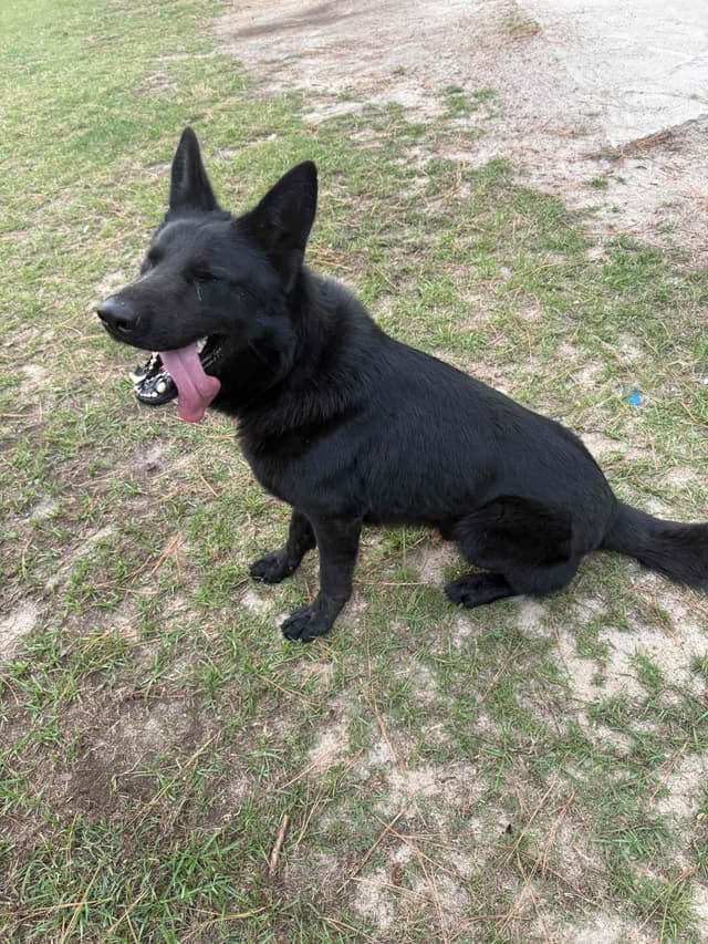 German Shepherd Dog Puppies media 3