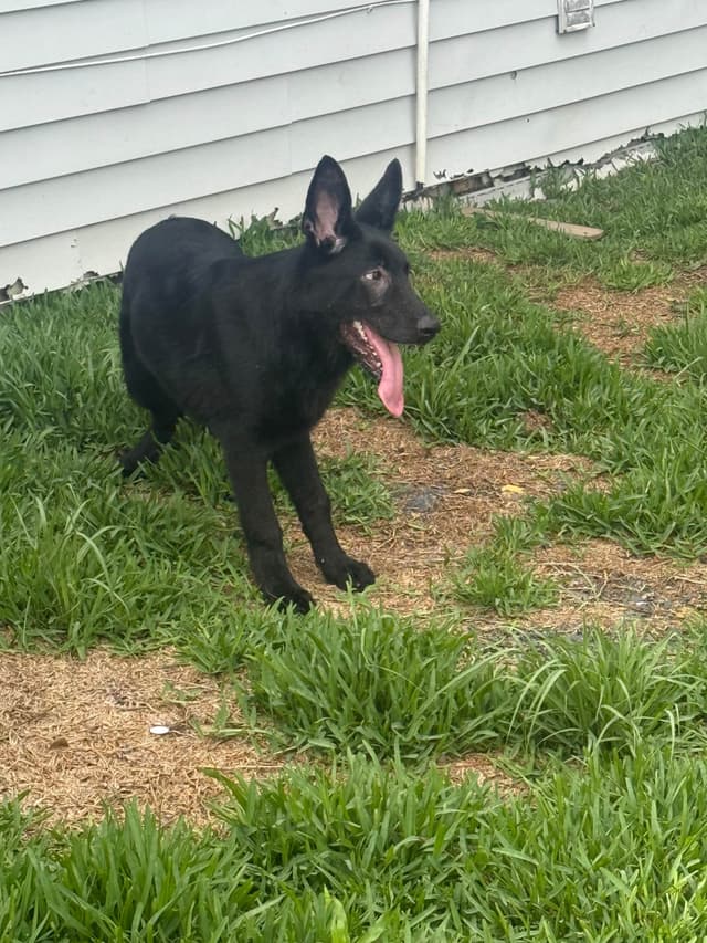 German Shepherd Dog Puppies media 5
