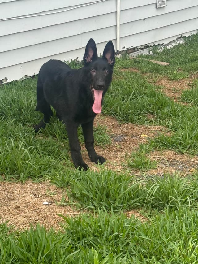 German Shepherd Dog Puppies media 6