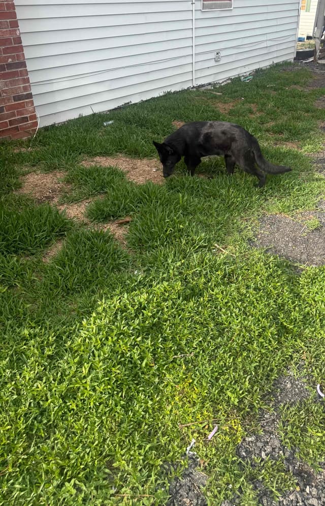 German Shepherd Dog Puppies media 9