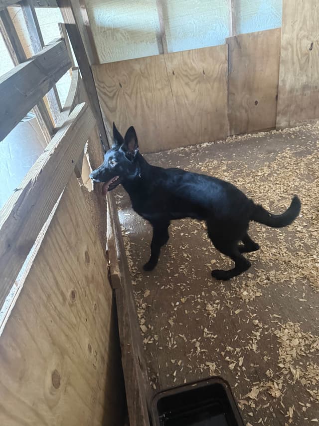 German Shepherd Dog Puppies media 10