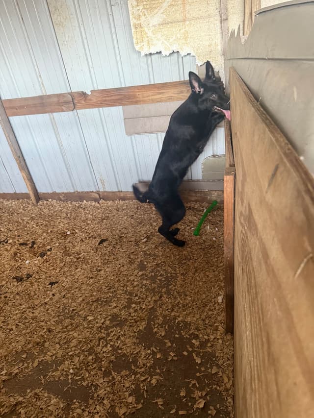 German Shepherd Dog Puppies media 13