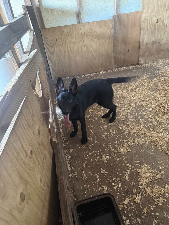 German Shepherd Dog Puppies media 12