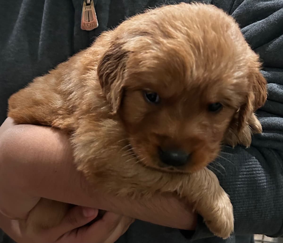 Golden Retriever Puppies breeder image 6