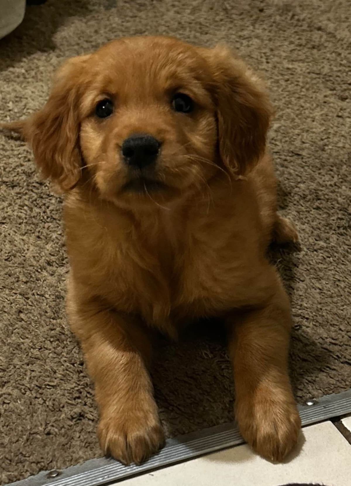 Golden Retriever Puppies breeder image 9