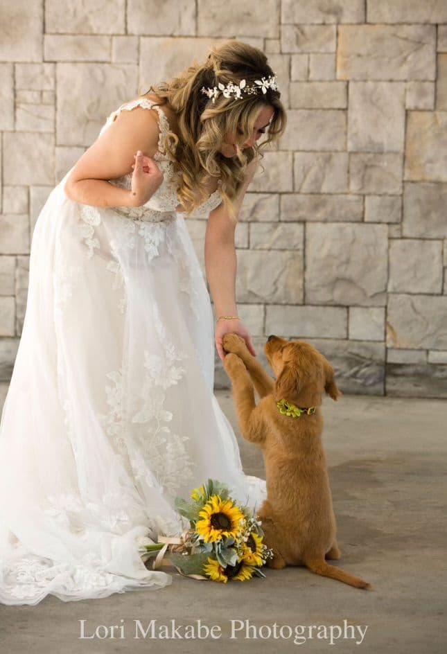 Golden Retriever Puppies breeder image 5