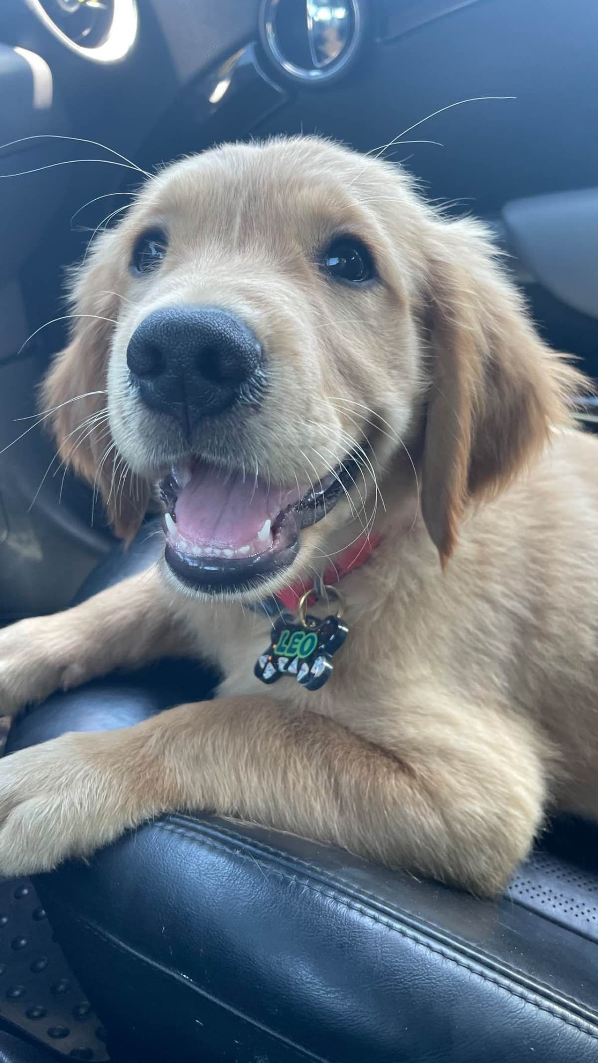 Golden Retriever Puppies breeder image 17