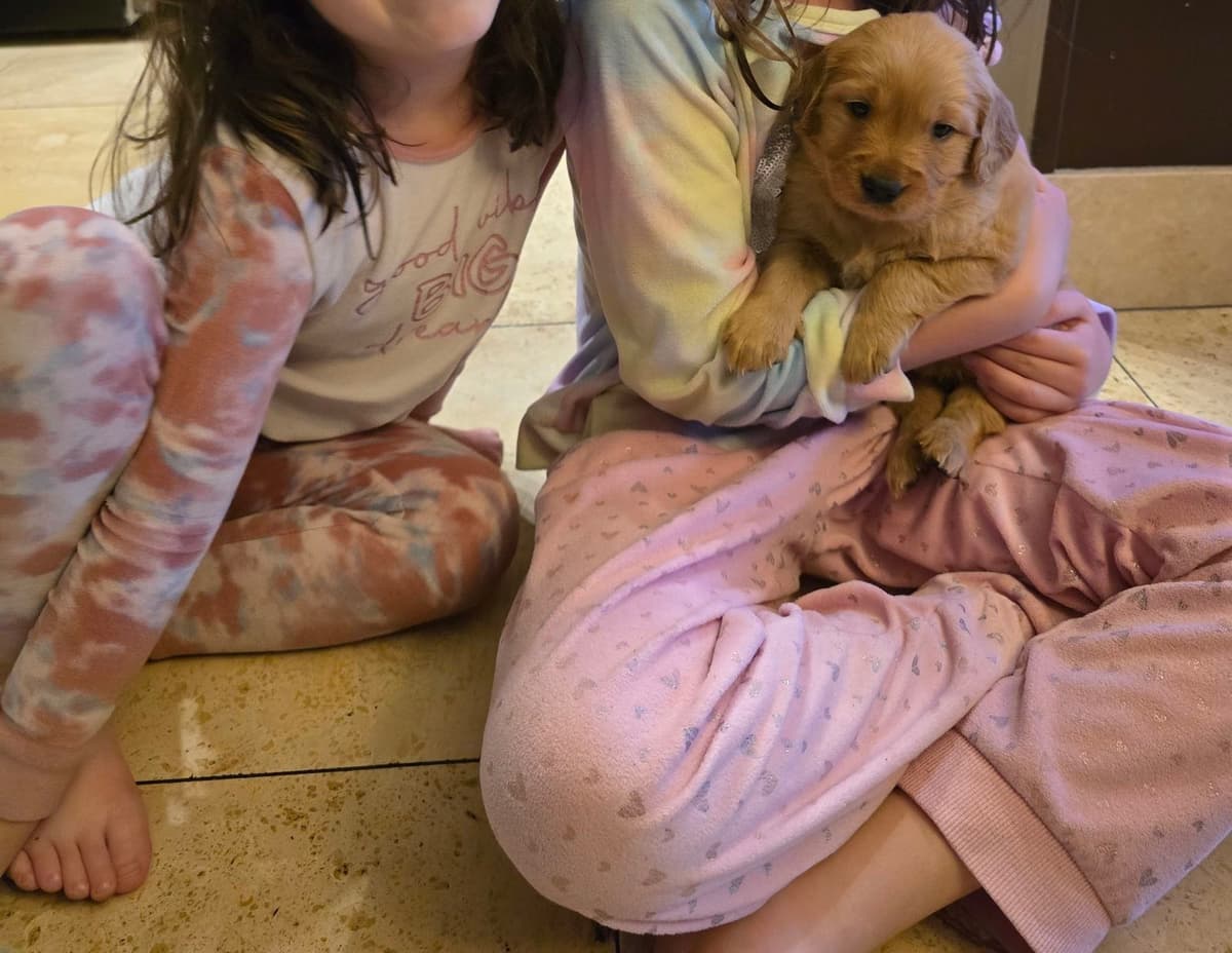 Golden Retriever Puppies breeder image 7