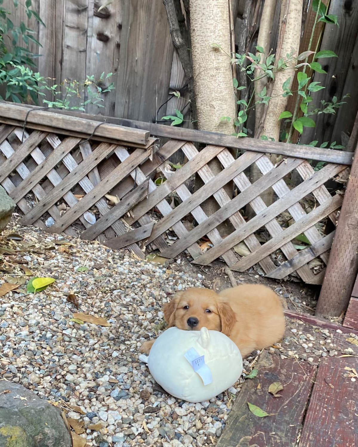 Golden Retriever Puppies breeder image 12