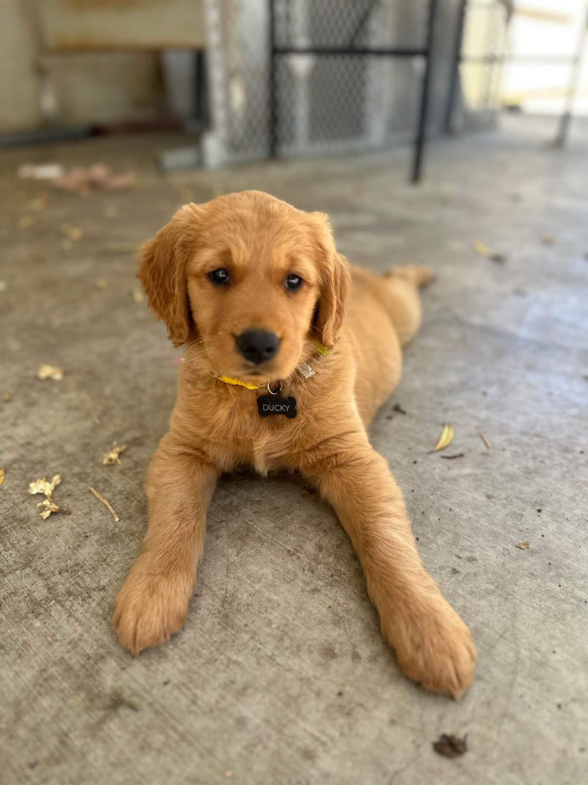 Golden Retriever Puppies breeder image 10