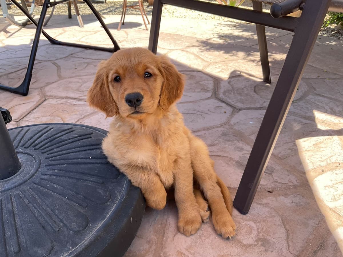 Golden Retriever Puppies breeder image 4