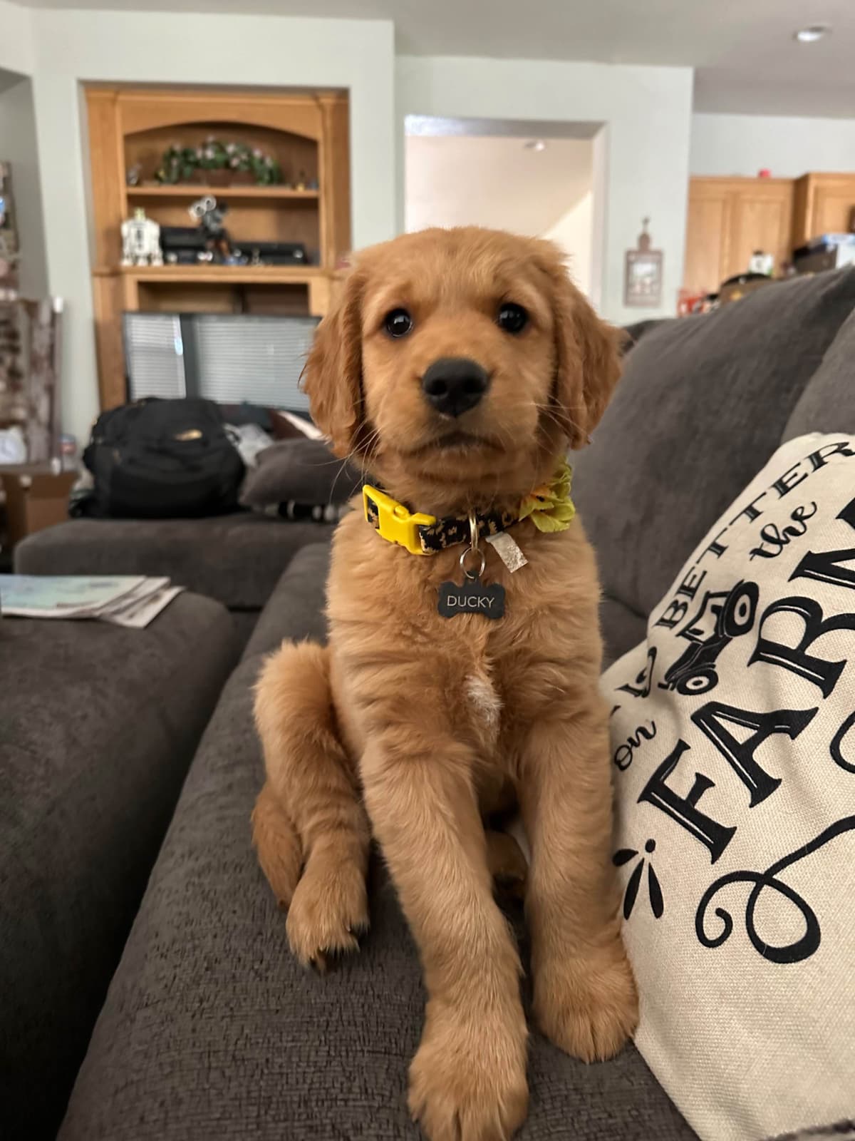 Golden Retriever Puppies breeder image 14