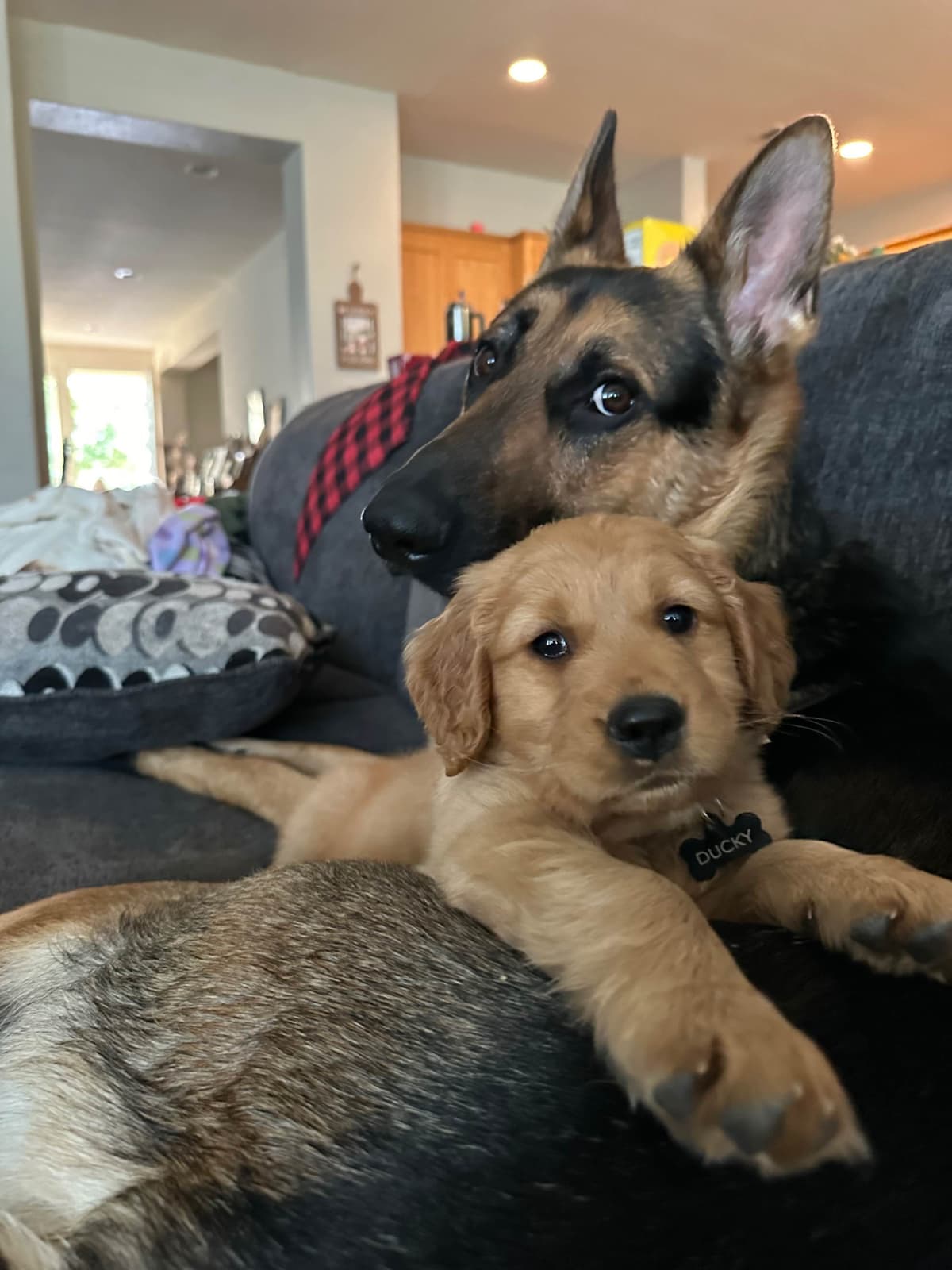 Golden Retriever Puppies breeder image 18