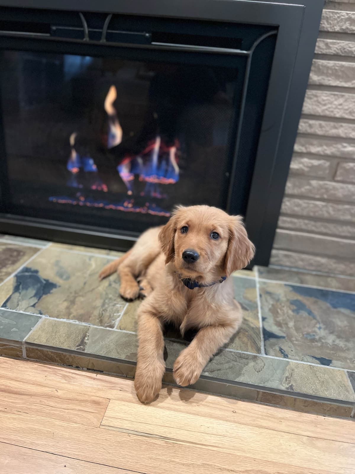 Golden Retriever Puppies breeder image 22