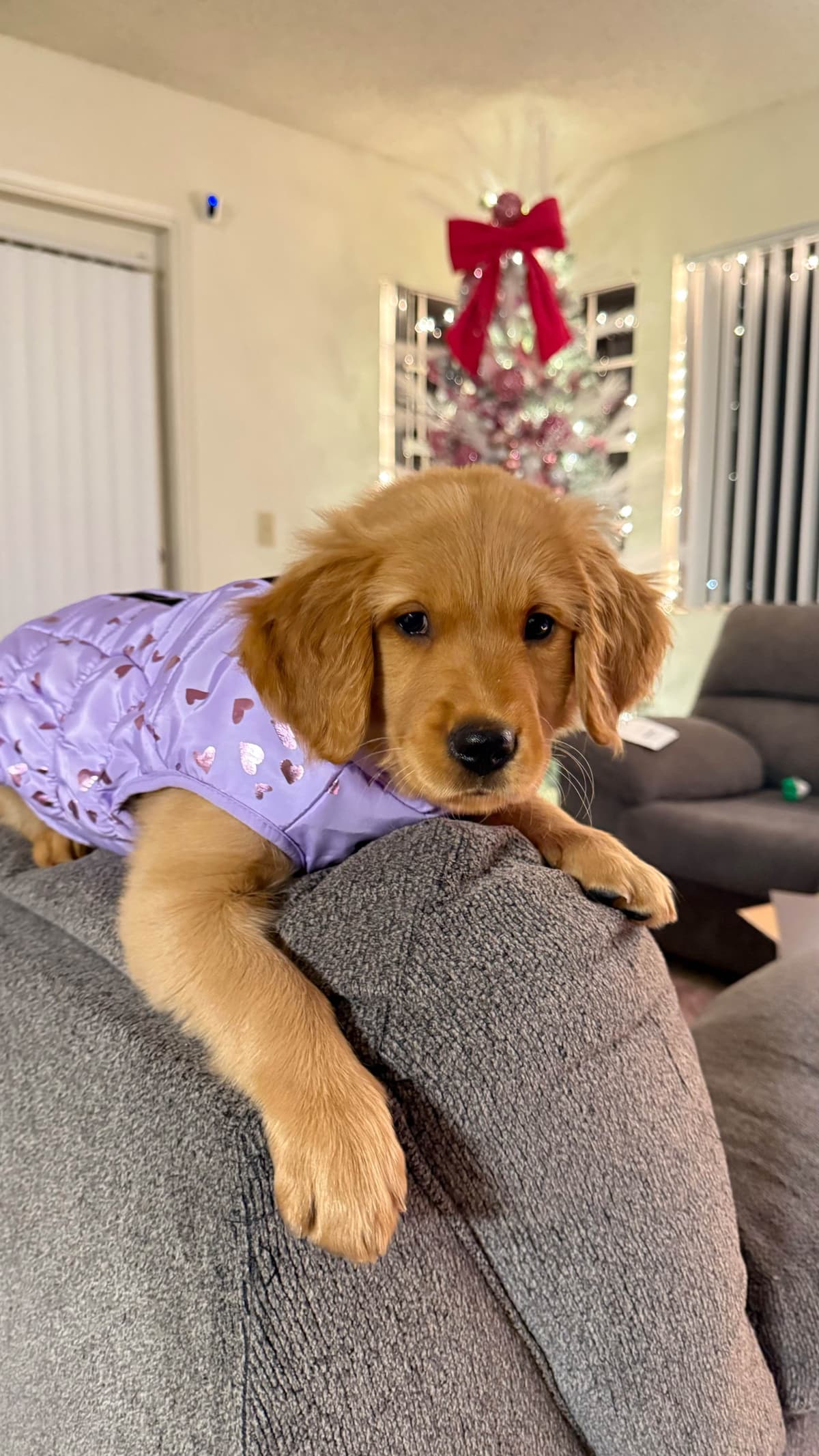 Golden Retriever Puppies breeder image 29